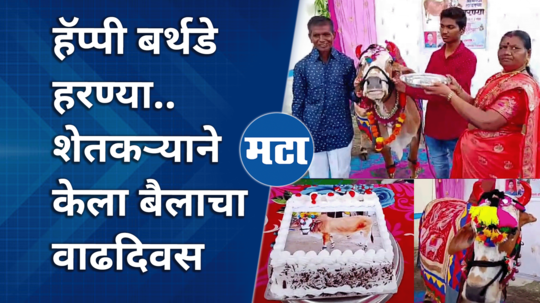 buldhana farmer sahebrao borakar bull thirteenth birthday