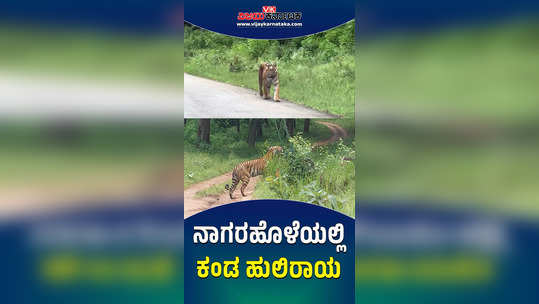 tiger in nagarahole reserve forest kutta gate and hunasur gate road