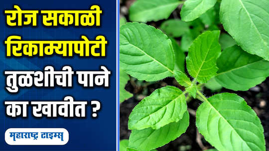 what happens to the body when you eat tulsi leaves on an empty stomach every day know what expert says