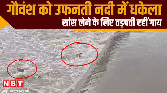 cow pushed into swollen river in satna