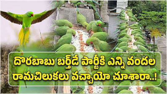 parrots visits daily these house in konaseema district ramachandrapuram