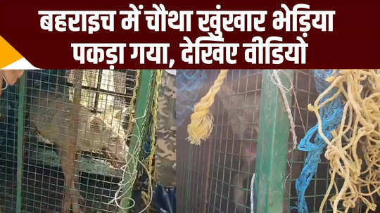 terror cannibalistic wolves in bahraich see how dangerous it is even after being imprisoned in a cage 