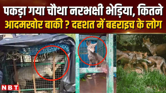 the forest department team caught the fourth man eater people living in fear got relief