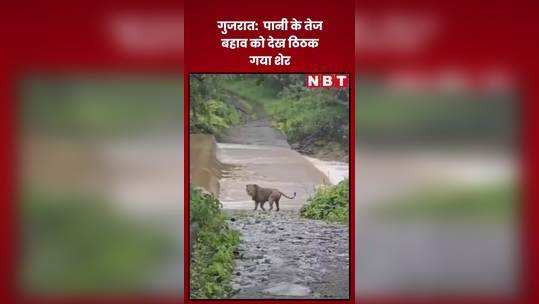 gujarat newsthe lion stopped after seeing the strong flow of water