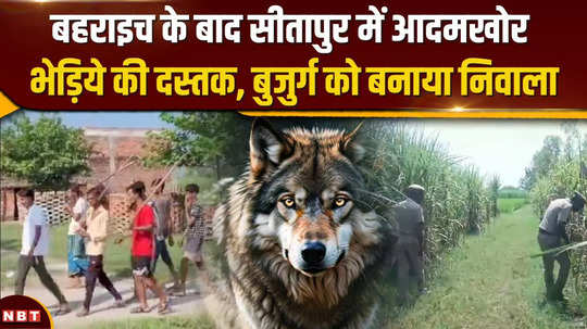 man eating wolf reached the bridge near bahraich attacked 6 people killed an old man