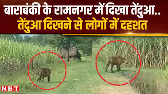 people are terrified after seeing leopard in ramnagar barabanki