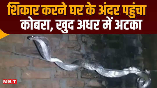 cobra snake hunted pigeons eggs in kota then itself got hanged in midair