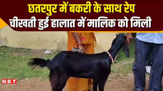 chhatarpur goat tied outside in the house was harass the owner saved her life after hearing her screams