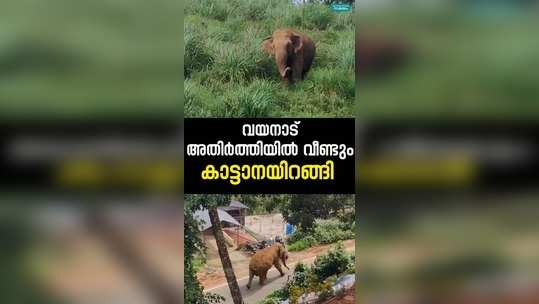 wild elephant came down on wayanad border