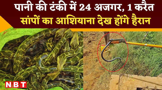 etawah water tank 24 pythons and one krait were rescued watch shocking video