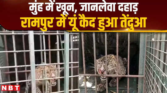 leopard caught in a cage near rampur jauhar university watch video