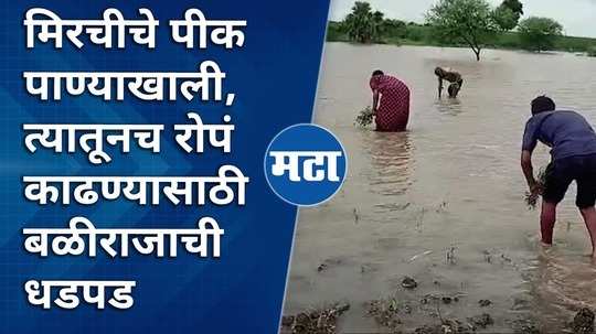 chilli crop under water farmer struggle to remove the plant under water chandrapur video viral