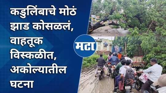 big neem tree fell down traffic disrupted incident in akola