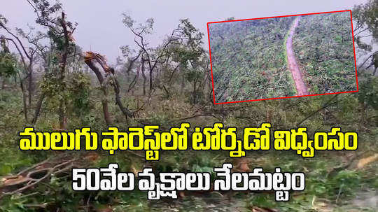 tornado disaster in mulugu forest 50k trees fall