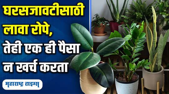 why expensive plants for home decoration these eight plants will save you money and beautify your home in marathi watch video