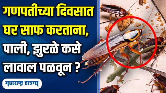 how to get rid of lizards cockroaches at home with kitchen hacks in marathi watch video