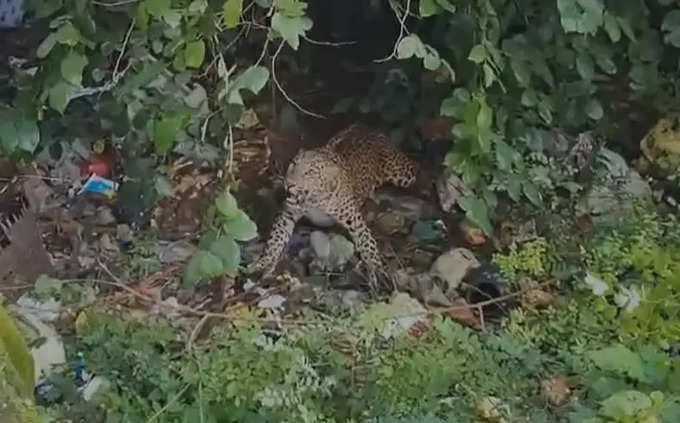 Chandrapur Leopard: शहराच्या मध्यभागी असलेल्या बिनबा गेट परिसरात घरात बिबट्या शिरल्याने मोठी खळबळ