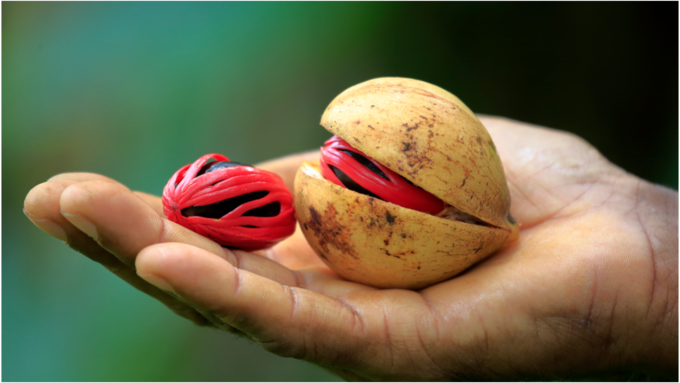 ​ಜಾಯಿಕಾಯಿ ಮಾಯಿಶ್ಚರೈಸರ್​