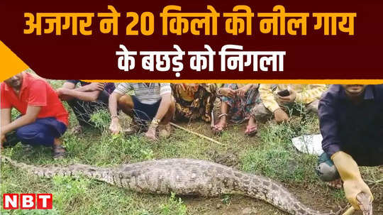 python swallowed a 20 kg nilgai calf in beawar rajasthan