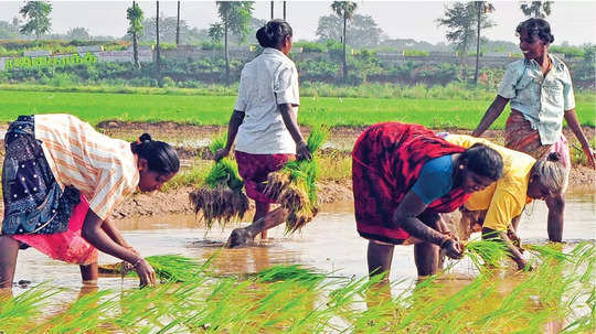 'நன்னிலம் மகளிர் நில உடைமை திட்டம்' யாரெல்லாம் பயன்பெறலாம்.. என்ன தகுதி? என்னென்ன கண்டிஷன்ஸ்?