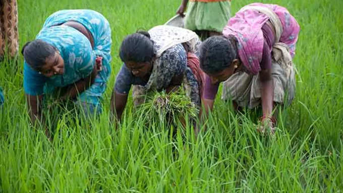 மகளிர் நில உடைமை திட்டம் - வயது வரம்பு