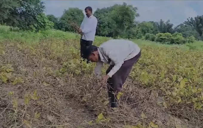 Latur Farmer Loss: अतिवृष्टीमुळे शेतीपिकांचे नुकसान, मूग व उडीदचे उभे पीक पाण्याखाली