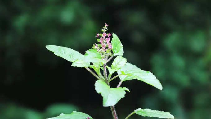 ಅಡುಮನೆಯಲ್ಲಿ ತುಳಸಿ ಗಿಡ ಇಡಬಾರದು