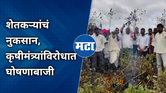 beed heavy rain farmers crop damage