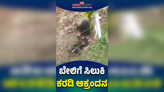 bear stuck on fence in farm near gaviranganatha swamy betta chikkanayakanahalli heggere rescued by villagers