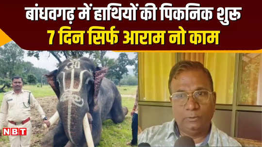 umaria news elephant festival celebrated in bandhavgarh tiger reserve elephants have fun for 7 days watch video