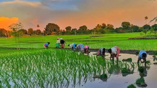 விவசாயிகளுக்கு 50 சதவீத மானியம்.. ஒரேயொரு கண்டிஷன்: அரசின் ஜாக்பாட் திட்டம்!