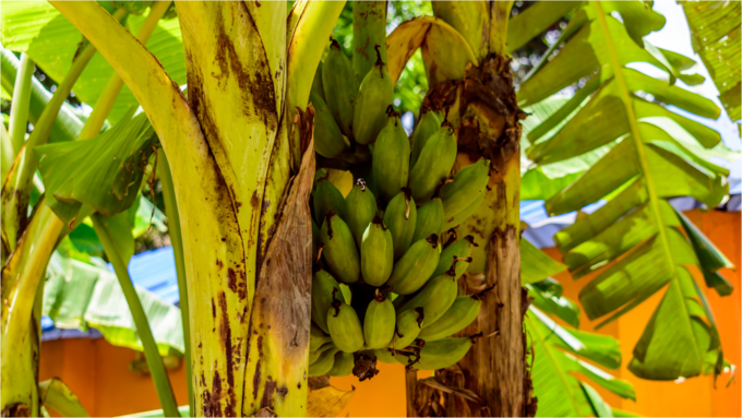 ​ಪೋಷಕಾಂಶಗಳಿಂದ ಸಮೃದ್ಧವಾಗಿದೆ​