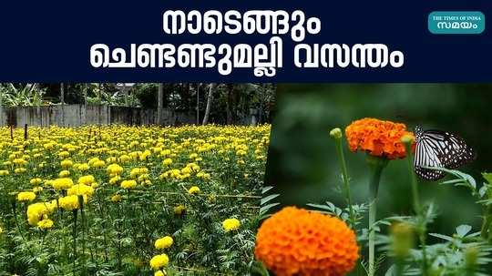 onam 2024 flowers cultivation in pathiyoor farmers service cooperative bank