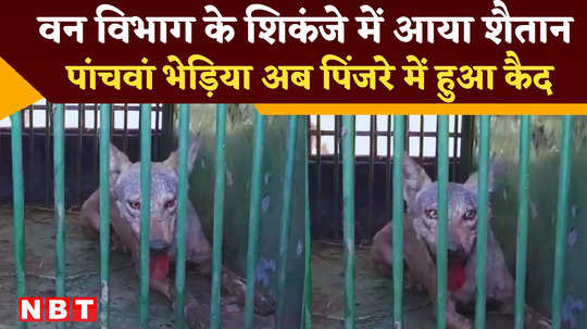 bahraich forest department tightens its grip fifth wolf captured watch video