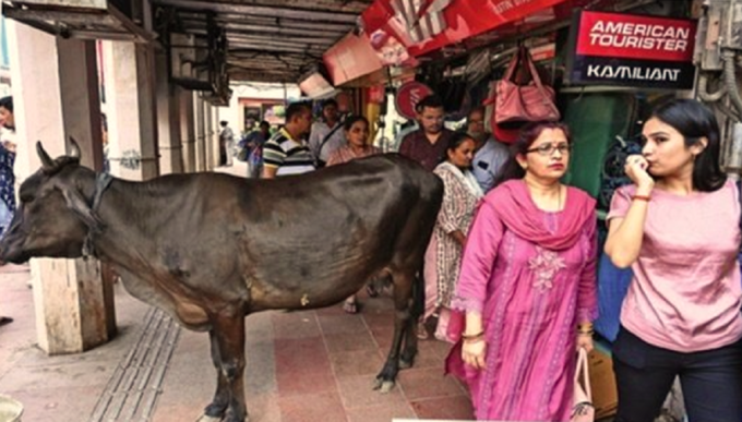 बाजार में घूमते रहते हैं जानवर