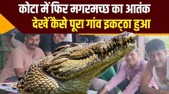 crocodile rescued in kota rajasthan watch live video