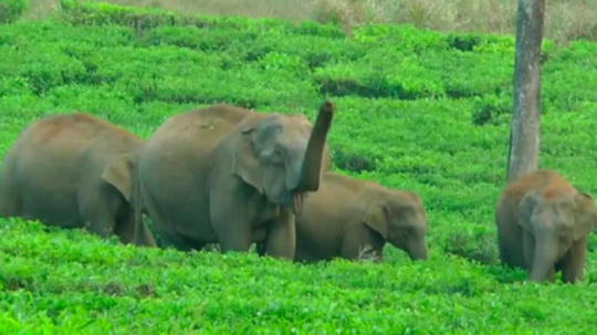 நீலகிரி கூடலூரில் காட்டு யானைகள் அட்டகாசம்...பயிர்களை சேதப்படுத்தியதால் விவசாயிகள் வேதனை!