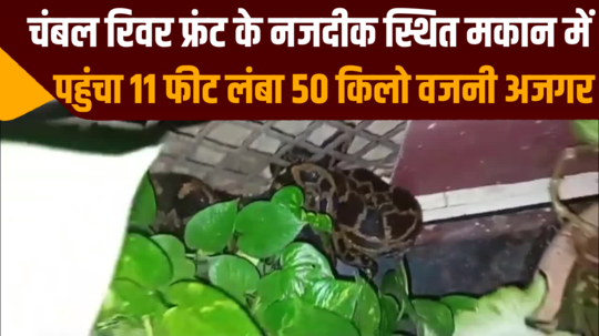 11 feet long and 50 kg heavy python reached a house near chambal river front