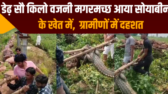 crocodile weighing 150 kgs appeared in a soybean field in kota