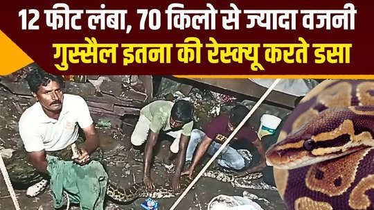 terror of python in kota watch live video where the 12 feet long and 70 kg heavy python reached in rajasthan