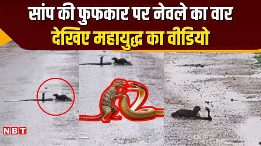 mp news great battle between snake and mongoose in chhatarpur see who won