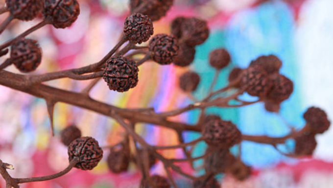 rudraksha