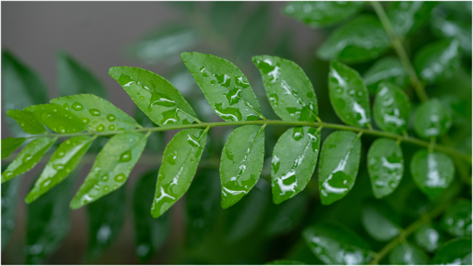 ​ಕರಿಬೇವಿನ ಪೋಷಕಾಂಶಗಳು​