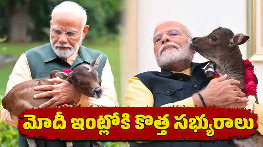 pm narendra modi welcomes birth of calf deepjyoti at residence lok kalyan marg with prayers in delhi