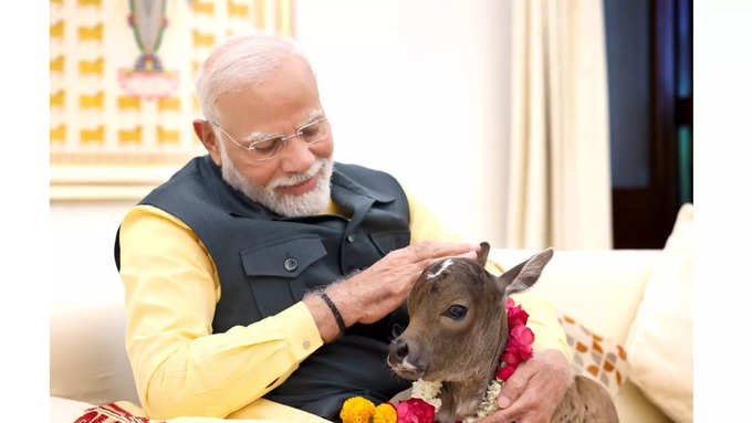 பிரதமர் மோடி அவற்றுக்கு அவ்வப்போது உணவளிக்கும் போட்டோக்களும் வீடியோக்களும் வெளியாவது வழக்கம். 