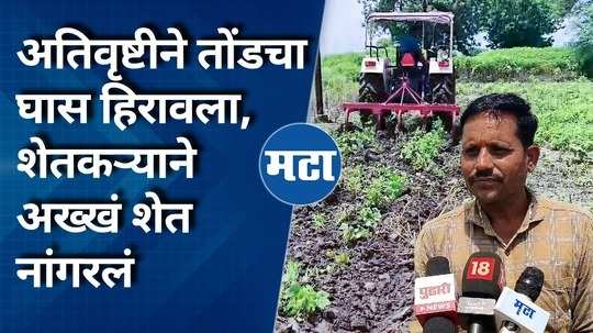 akola farmer drives tractor on the cotton crops as his field destroyed in heavy rain