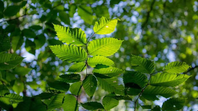 क्लोरोफिल अवशोषित करता है सबसे ज्यादा प्रकाश