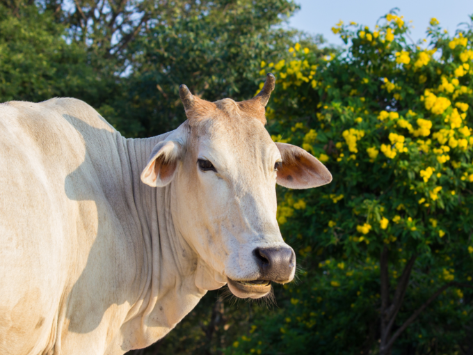 ​पितृपक्ष में गाय की पीठ पर कौए के बैठने का संकेत​