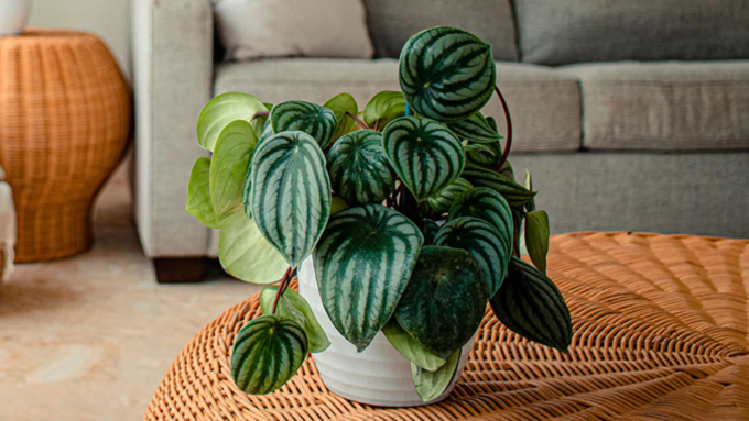 पेपरोमिया (Peperomia)