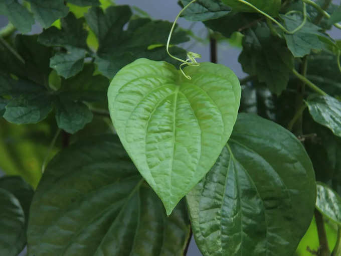 ​গুণের শেষ নেই​